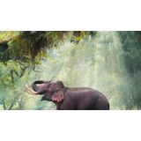 Pure Dekbedovertrek ""olifant"" - Groen - (240x200/220 cm) - Microfiber