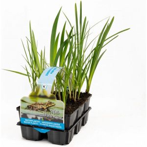 Moerings Inheemse Vijverplanten Mix | In Thema Sixpack