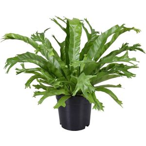 Asplenium Nidus Crissie - Vogelnestvaren-45cm -Ø17 Groene Kamerplant -Sierplantenshop