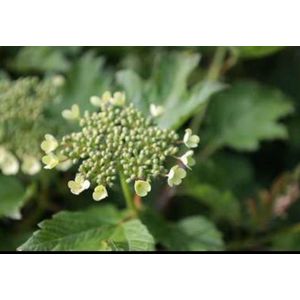 2 x Viburnum op. 'Compactum' - Gelderse Roos 25- 30 cm in pot