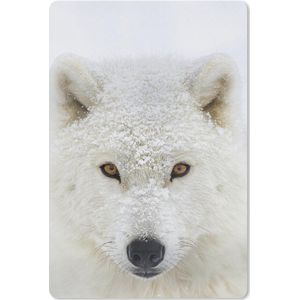 Wolf - Portret - Sneeuw