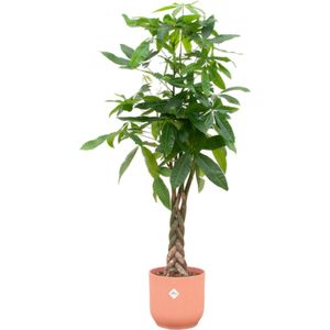 Plantenboetiek.nl | Pachira Aquatica inclusief elho Vibes Fold Round roze - Ø30cm - 140-150cm hoog - Kamerplant - Arrangement - Plant met pot
