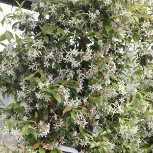 Sterjasmijn - Trachelospermum jasminoides 50-60 cm