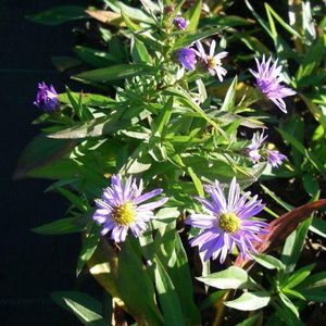6x Aster (D) 'Prof. A. Kippenberg' - Herfstaster - Pot 9x9 cm
