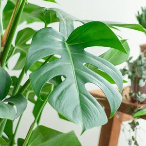 Green Harmony | Monstera Deliciosa XL with basket Torun - 120cm - Ø24