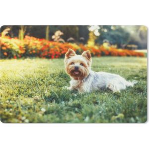 Bureau mat - Schattige Yorkshire Terrier ligt lekker in het groene gras - 60x40