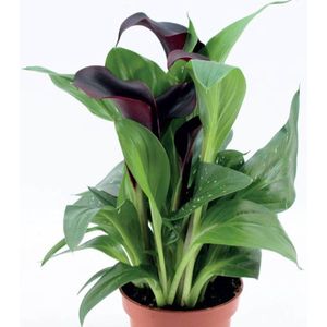 Zantedeschia Kalla Kalia Dallas 1 st.