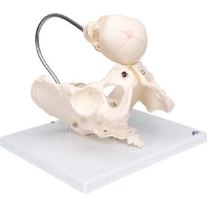 3B Scientific Bevalling Demonstratie Anatomie Model - (33.02 x 25.9 x 18.03 cm, 1.8 kg)