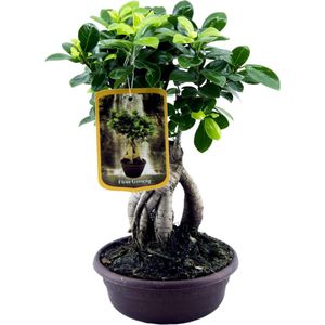 ficus-microcarpa-ginseng