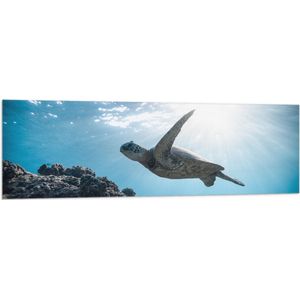 WallClassics - Vlag - Schilpad Zwemmend onder Water - 150x50 cm Foto op Polyester Vlag