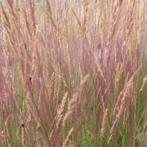 6x Zwenkgras - Festuca 'Walberla' - Pot 9x9cm
