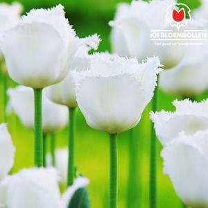 Bloembollen - Honeymoon Tulpenbollen 20 st. - KH Bloembollen - Tulpen - Wit - 20 Stuks - Cadeau - Tuin - Maat 11/12! - Vers van de teler!