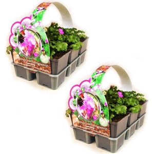 Geranium cantabrigiense 'Karmina' (Ooievaarsbek) - 12 planten (2x sixpack) - Bodembedekker - Vaste plant - Tuinplant - Winterhard - Groenblijvend - Groen - Roze - Rijkbloeiend - Ooievaarsbek