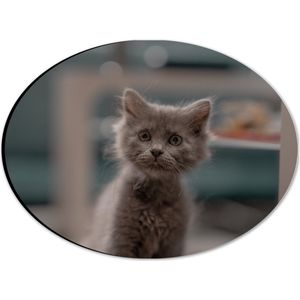 WallClassics - Dibond Ovaal - Aankijkende Kitten in Camera - 28x21 cm Foto op Ovaal (Met Ophangsysteem)