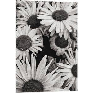 WallClassics - Vlag - Zwart Wit Foto van Zonnebloemen - 60x90 cm Foto op Polyester Vlag