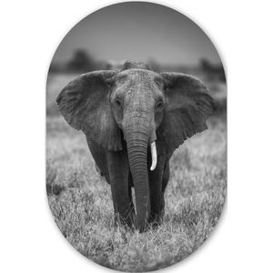 Olifant - Dieren - Safari - Wildlife Kunststof plaat (5mm dik) - Ovale spiegel vorm op kunststof