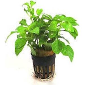Moerings Alternanthera Bettzickiana in 5 cm pot