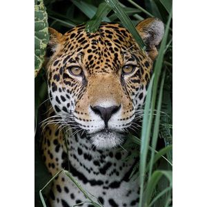 Jaguar op Textiel in Frame - WallCatchers-sStaand 80 x 120 cms-sBreed zwart Textielframe 27 mm