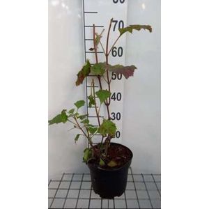 2 x Hydrangea quercifolia - Eikenblad Hortensia 60- 80 cm in pot