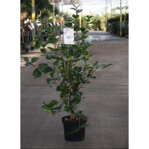 2 x Camellia japonica in soorten-en var - Camellia japonica in soorten-en var 50- 60 cm in pot