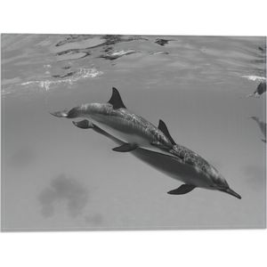 WallClassics - Vlag - Dolfijnen onder Water Zwart / Wit - 40x30 cm Foto op Polyester Vlag