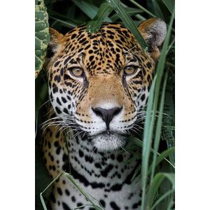 Jaguar op Textiel in Frame - WallCatchers-sStaand 120 x 180 cms-sBreed zwart Textielframe 27 mm