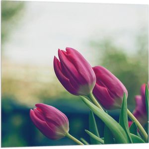 WallClassics - Vlag - Zijaanzicht van Roze Tulpen in Groene Omgeving - 80x80 cm Foto op Polyester Vlag