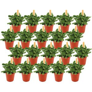 Vetplant – Kussentjesvetplant (Crassula Stretto) – Hoogte: 10 cm – van Botanicly