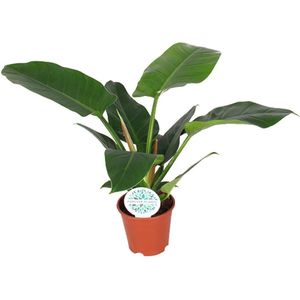 Philodendron imperial green - ø17cm - 50cm