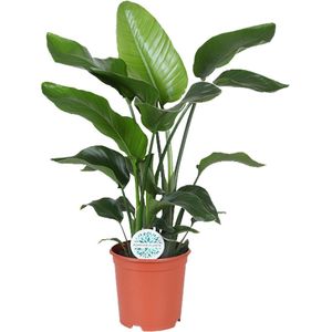 paradijsvogelbloem Tropische Groene Plant, Strelitzia Nicolai, Ø21cm - 80cm