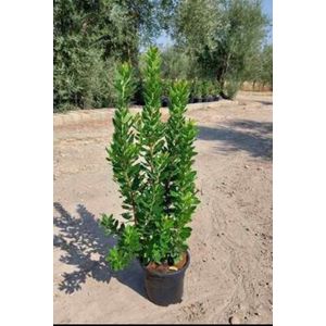 2 x Arbutus unedo - Aardbeiboom 60- 80 cm in pot