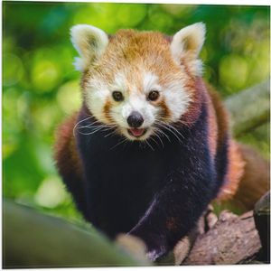 WallClassics - Vlag - Rode Panda in de Boom - 50x50 cm Foto op Polyester Vlag
