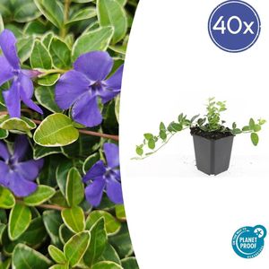Tuinplantenshop.com | Vinca minor 'Ralph Shugert' | 40 stuks - Ø9cm - 10-25cm hoog - Tuinplant