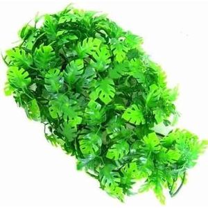 Zoomed Naturalistic flora - Amazonian phyllo - Large - terrariumplant