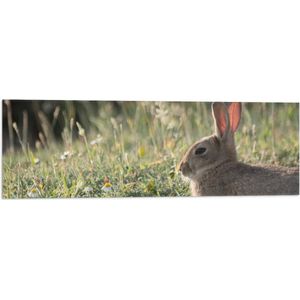 WallClassics - Vlag - Konijntje Liggend in het Gras - 90x30 cm Foto op Polyester Vlag