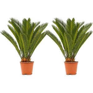WL Plants - 2x Cycas Revoluta - Vredespalm - Sagopalm - Palmvaren - Kamerplanten - Zeer Gemakkelijk te Verzorgen - ± 60cm hoog - 17cm diameter - In Kweekpot