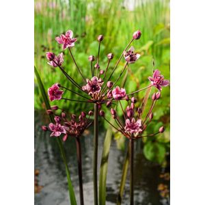 Plants Online - Tuinplanten - Waterplanten - Set van 5 - Butomus umbellatus - 0.7 liter pot - Plant