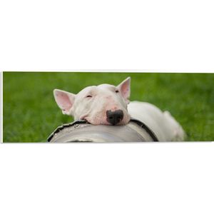 WallClassics - PVC Schuimplaat- Witte Hond in het Gras met Zwarte Emmer - 60x20 cm Foto op PVC Schuimplaat