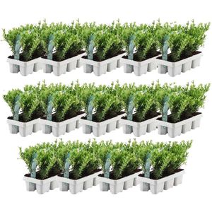 YouFlowers - 84 hulstplanten winterhard | 84 x Ø7 cm - 15 cm | Ilex crenata | haagplanten | buxus vervanger | Tuinplanten | Planten