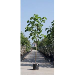 Anna Paulownaboom Paulownia tomentosa h 250 cm st. omtrek 10 cm