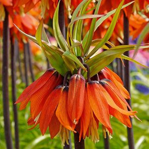 Bloomique - Set van 2 - Fritillaria Orange Beauty - Keizerskroon - Oranje - Bloembollen - Voorjaarsbloeiend - Meerjarige Planten - Groeit tot 100-125 cm