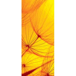 Flower Dandelion Photo Wallcovering