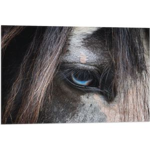 WallClassics - Vlag - Oog van een Paard - 75x50 cm Foto op Polyester Vlag