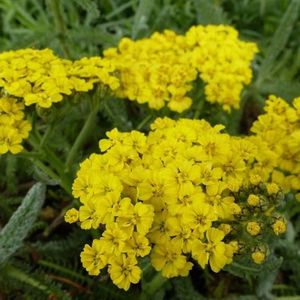 6x Duizendblad - Achillea tomentosa - Pot 9x9cm