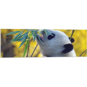 WallClassics - Vlag - Etende Panda aan Planten - 90x30 cm Foto op Polyester Vlag