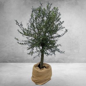 Fruitboom – Olijf boom (Olea europeae) – Hoogte: 140 cm �– van Botanicly