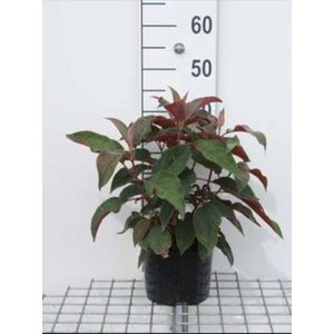 2 x Hydrangea aspera 'Hot Chocolate'® - Hortensia 25- 30 cm in pot