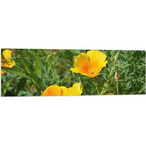 WallClassics - Vlag - Gele Bloemen in het Gras - 120x40 cm Foto op Polyester Vlag