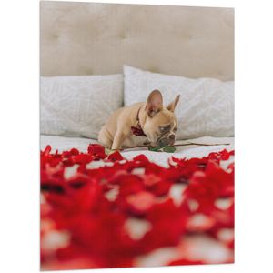 WallClassics - Vlag - Hondje op Bed met Rode Rozenblaadjes - Franse Buldog - 70x105 cm Foto op Polyester Vlag