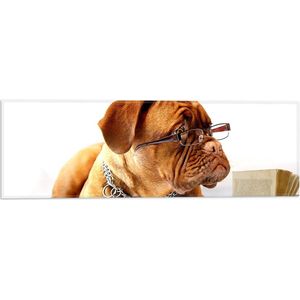 WallClassics - Vlag - Opzijkijkende Bruine Hond met Ketting en Leesbril - 60x20 cm Foto op Polyester Vlag